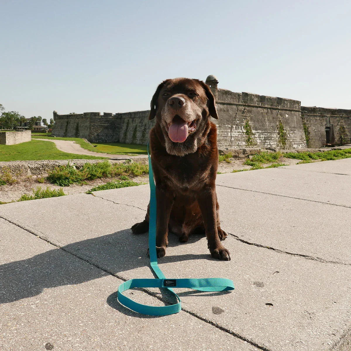 Dog Leash
