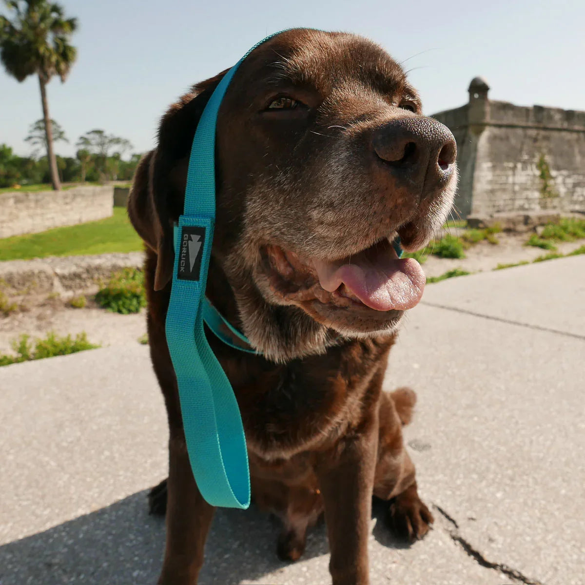 Dog Leash