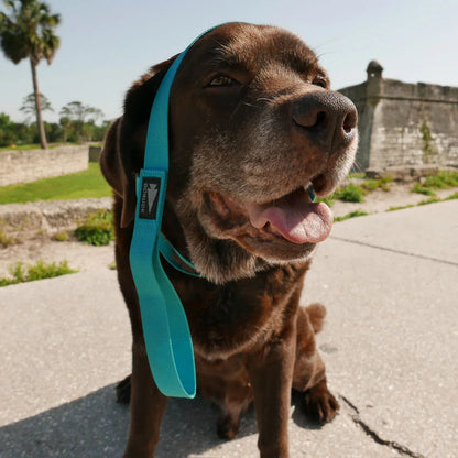 Dog Leash
