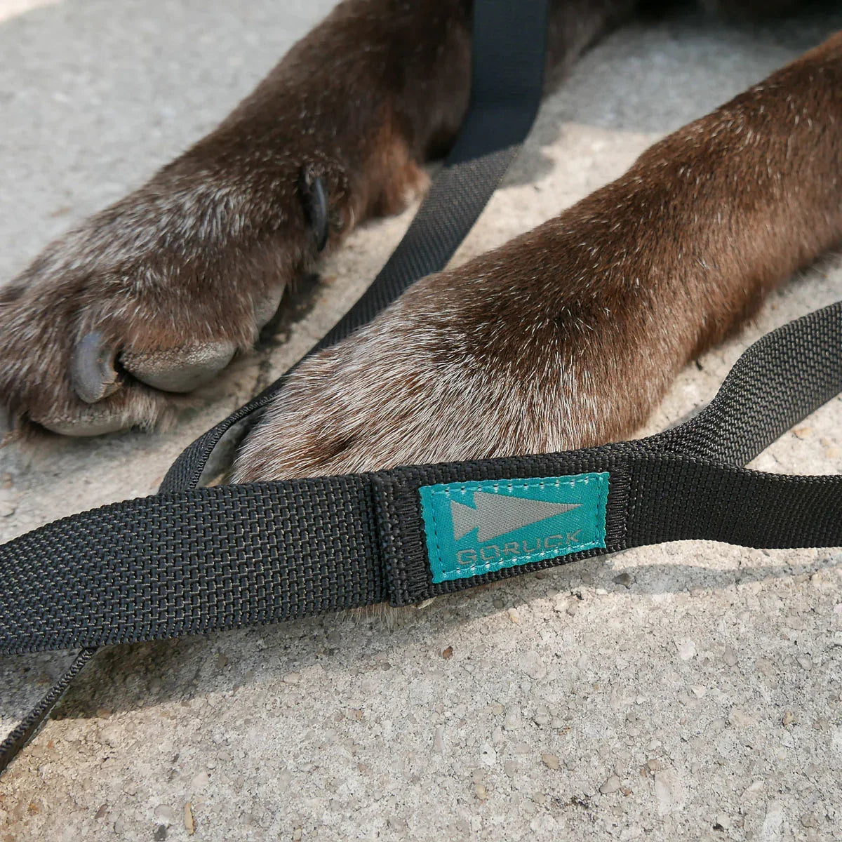 Dog Leash