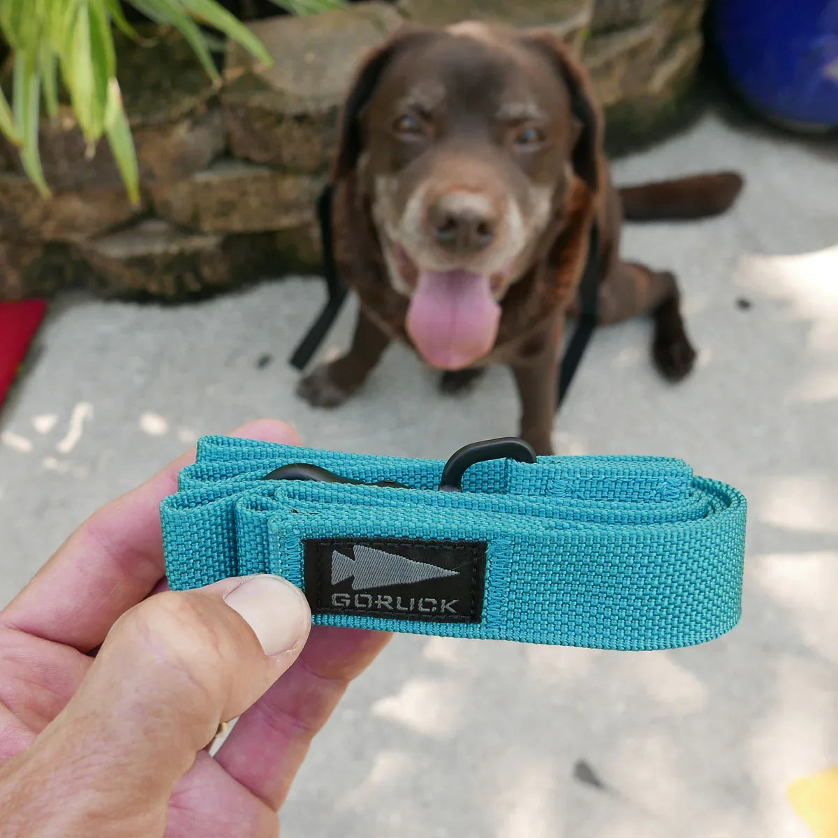 Dog Leash