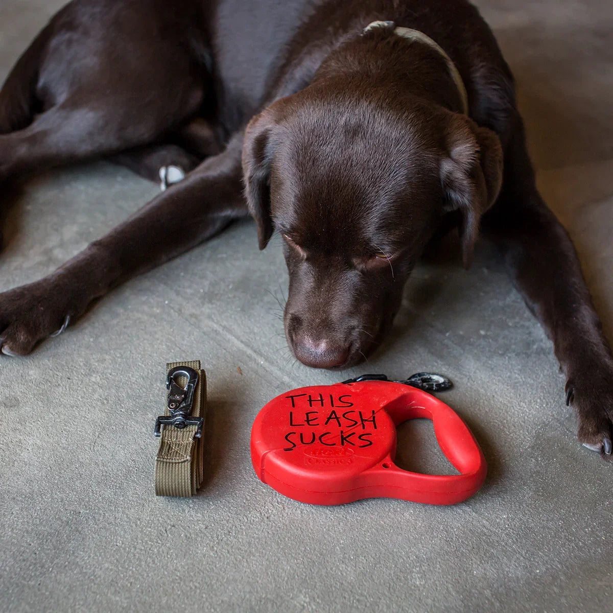 Dog Leash